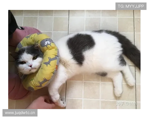 掌敏洁家的猫喝的水都比我工资高